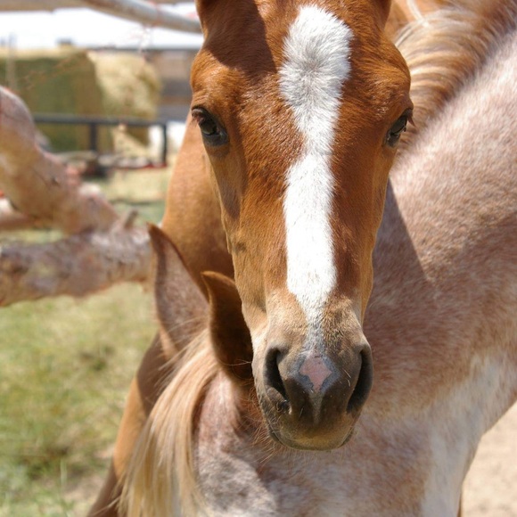 🌟Meet your Posh Ambassador, Diane - Picture 9 of 15